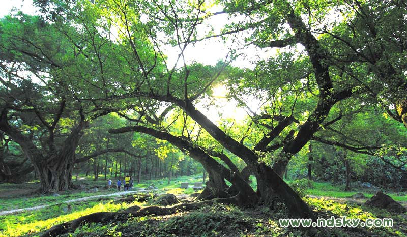 霞浦杨家溪风景区 古榕树林