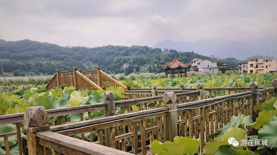 九都镇洋岸坂村荷花园：夏日赏荷的好去处
