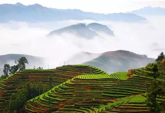 苏家山村生态茶园