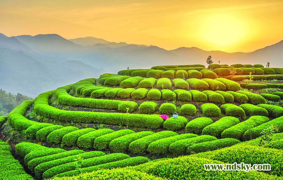 柘荣县宅中乡后垅村茶园 魏发松 摄