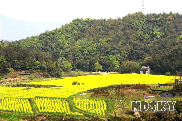 磻溪镇车岭村 油菜花