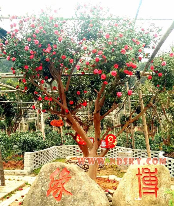 百卉园茶花王