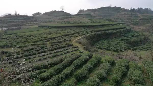 秀洋茶园