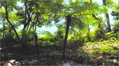 洋头村 珍稀植物桫椤树