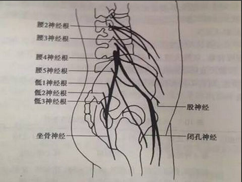 坐骨神经分布